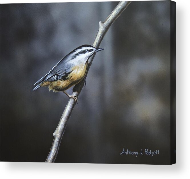 Nuthatch Acrylic Print featuring the painting Whisper by Anthony J Padgett
