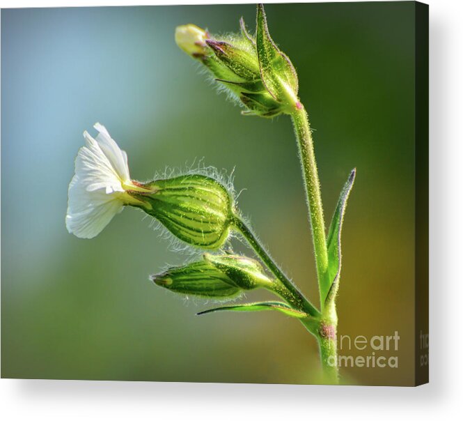 White Campion Acrylic Print featuring the photograph White Campion Wildflower - Side View by Kerri Farley