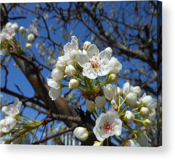 Pear Blossom Tree Acrylic Print featuring the photograph White Blossoms Blooming by Kristin Aquariann