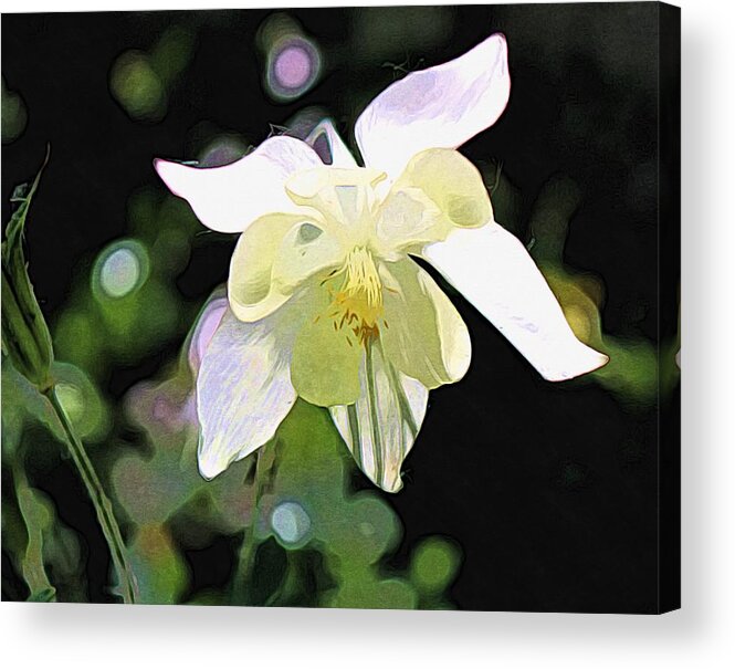 Columbine Acrylic Print featuring the photograph White Columbine 2 by LeAnne Perry