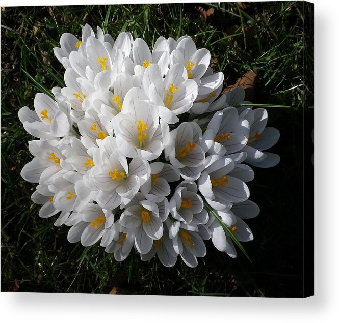 Croci Acrylic Print featuring the photograph White Crocuses by Richard Brookes