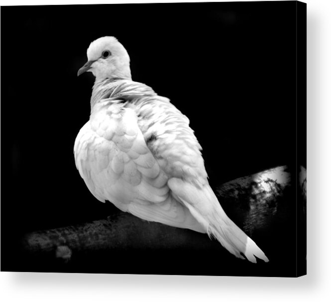 Dove Acrylic Print featuring the photograph White Dove by Nathan Abbott