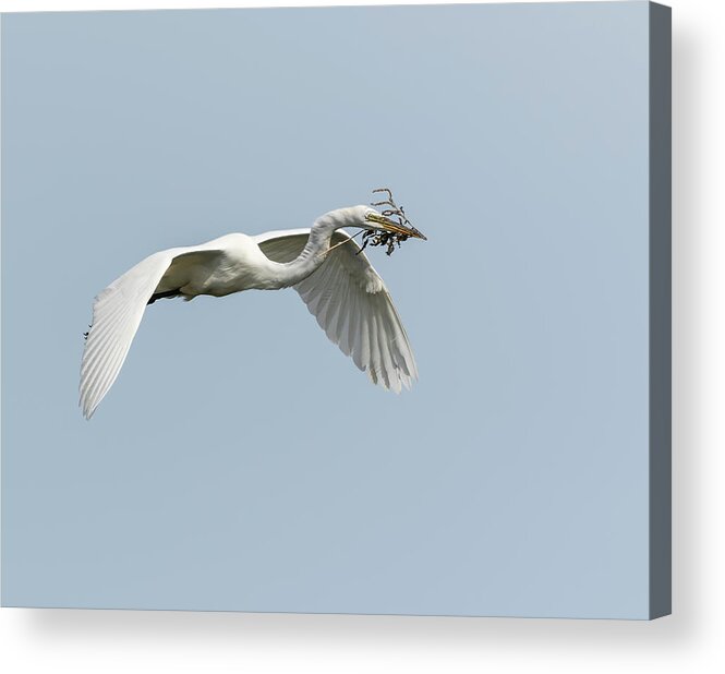 Great Egret Acrylic Print featuring the photograph White Egret 2016-1 by Thomas Young