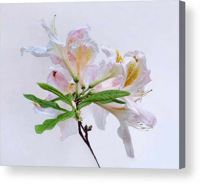 Exbury Acrylic Print featuring the photograph White Exbury Azalea Blooms by Louise Kumpf