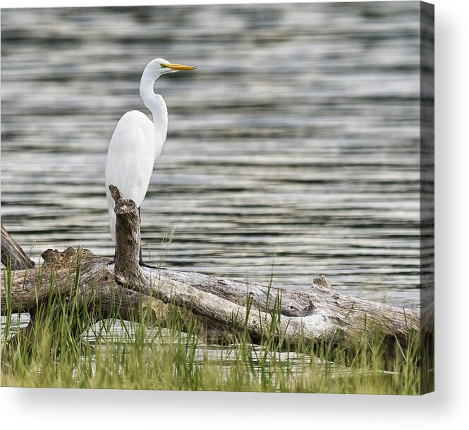 Birds Acrylic Print featuring the photograph White Heron by Gary Neiss
