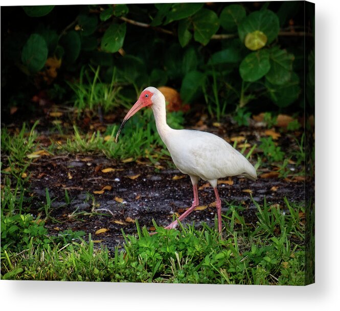 Ding Darling National Wildlife Refuge Acrylic Print featuring the photograph White Ibis In The Grass by Greg and Chrystal Mimbs