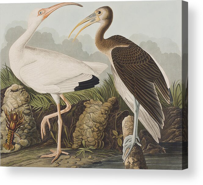 White Acrylic Print featuring the painting White Ibis by John James Audubon