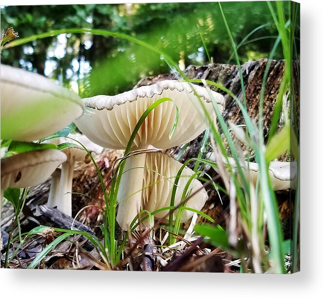 Mushroom Acrylic Print featuring the photograph White Mushrooms by Farol Tomson