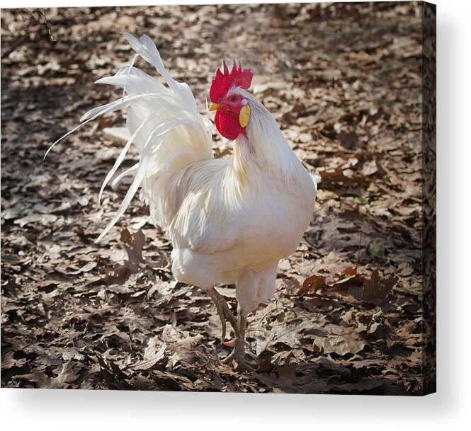 Rooster Acrylic Print featuring the photograph White Rooster in Fall Leaves by Michael Dougherty