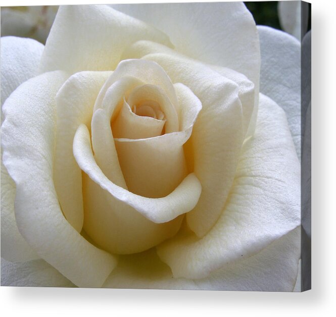 Roses Acrylic Print featuring the photograph White Rose by Amy Fose
