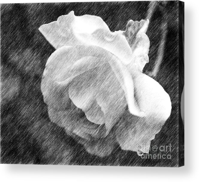 Flower Acrylic Print featuring the drawing White Rose In Pencil by Smilin Eyes Treasures