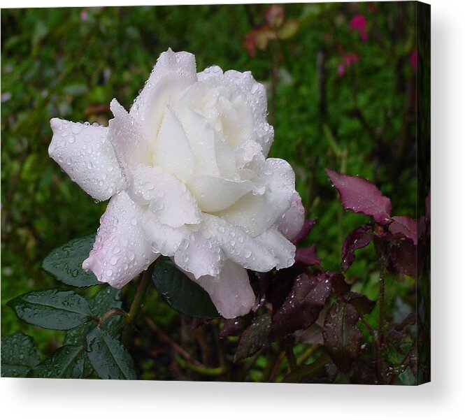  Pink Acrylic Print featuring the photograph White Rose in Rain by Shirley Heyn