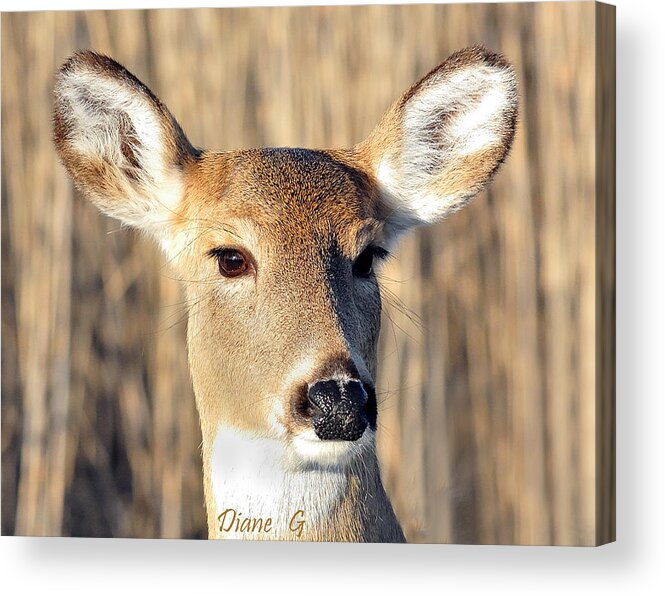 White-tailed Deer Acrylic Print featuring the photograph White-tailed Deer by Diane Giurco