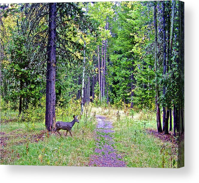 White-tailed Deer In Grand Tetons National Park Acrylic Print featuring the photograph White-tailed Deer in Grand Tetons National Park, Wyoming by Ruth Hager