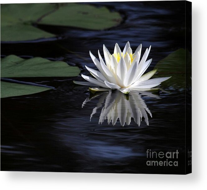 Water Lily Acrylic Print featuring the photograph White Water Lily by Sabrina L Ryan