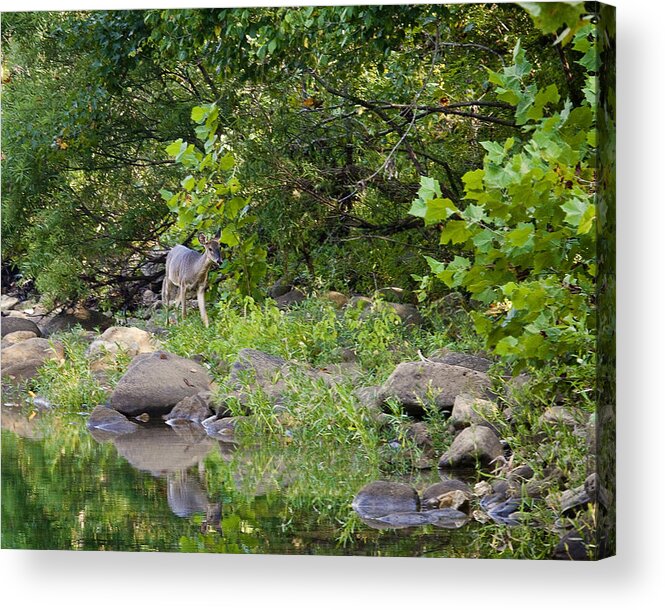 Whtietail Deer Acrylic Print featuring the photograph Whtietail Deer Along the Buffalo River by Michael Dougherty
