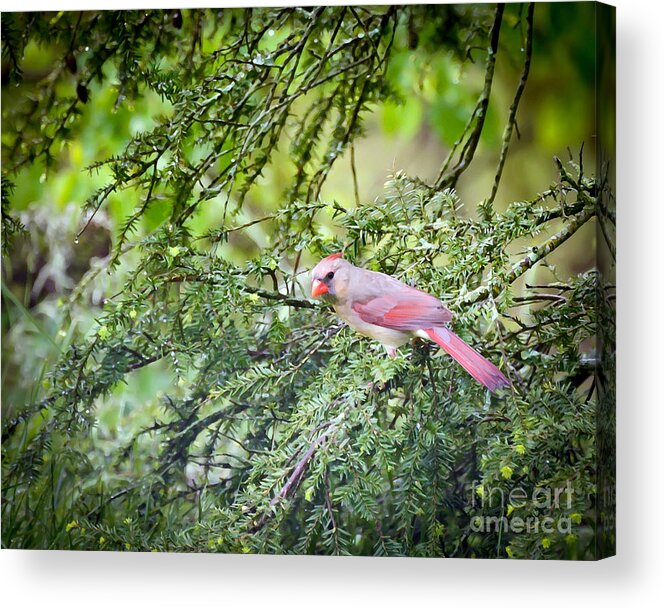 Female Northern Cardinal Acrylic Print featuring the photograph Wild Birds - Female Northern Cardinal In the Rain by Kerri Farley