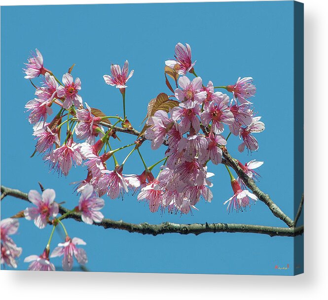 Nature Acrylic Print featuring the photograph Wild Himalayan Cherry DTHN0220 by Gerry Gantt