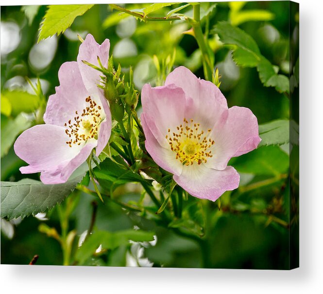 Wild Roses Acrylic Print featuring the photograph Wild Roses. Duo. by Elena Perelman