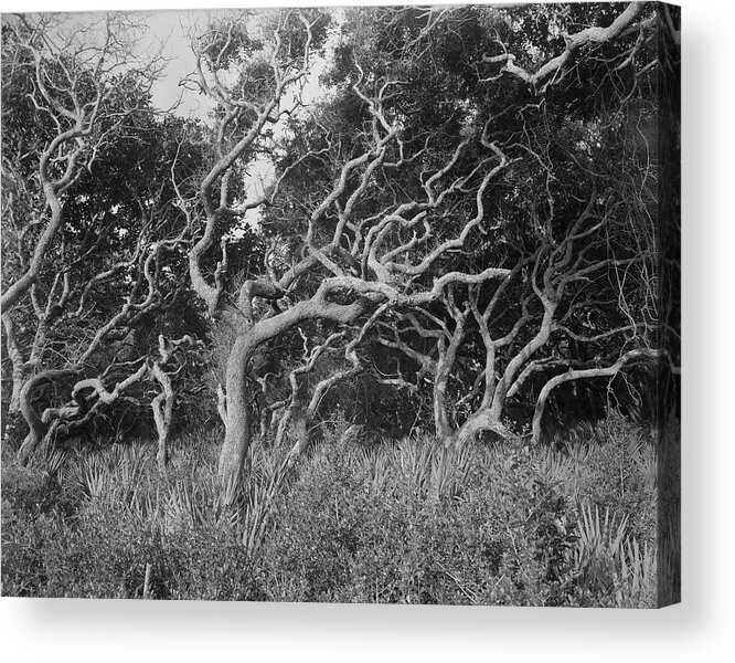 Guana River Acrylic Print featuring the photograph Windblown trees by John Simmons