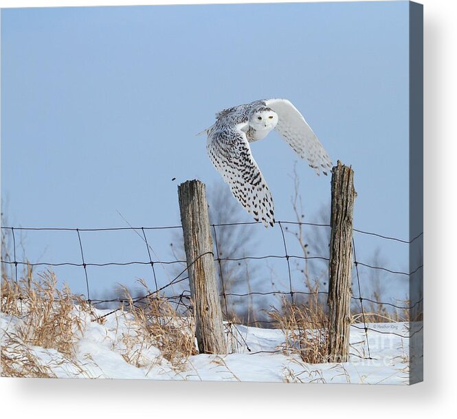 Snowy Owls Acrylic Print featuring the photograph Windswept glory by Heather King