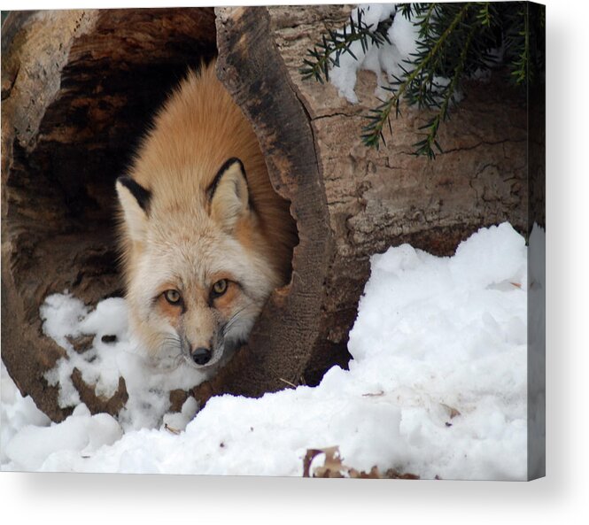Fox Acrylic Print featuring the photograph Winter fox by Richard Bryce and Family