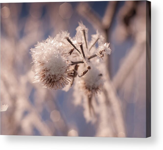 Frost Acrylic Print featuring the photograph Winter Frost by Miguel Winterpacht