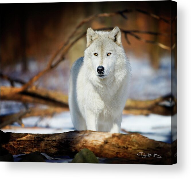 Wolf Acrylic Print featuring the photograph Wolf #1 by Dan Barba