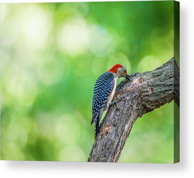 Bird Acrylic Print featuring the photograph Woody by Cathy Kovarik