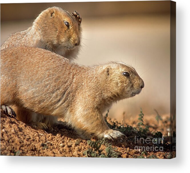 Nature Acrylic Print featuring the photograph Worried Prairie Dog by Robert Frederick