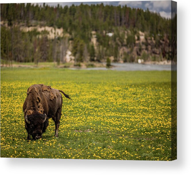 Scenic Acrylic Print featuring the photograph Wyoming Wild by Gary Migues