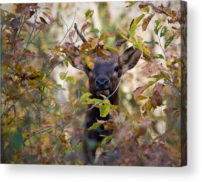 Yearling Elk Acrylic Print featuring the photograph Yearling Elk Peeking Through Brush by Michael Dougherty