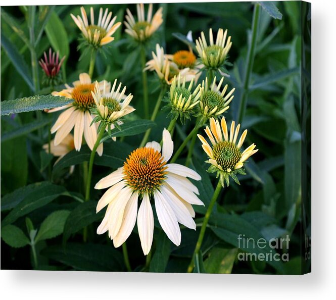 Flora Acrylic Print featuring the photograph Yellow Coneflower by Marcia Lee Jones