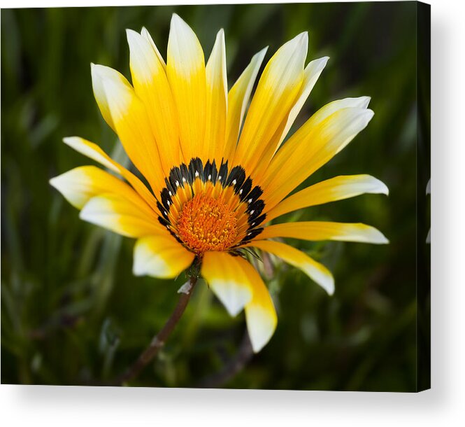 Flowers Acrylic Print featuring the photograph Yellow Fellow by Kelley King