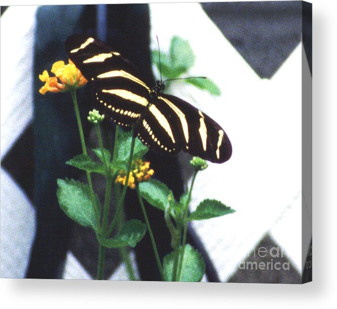 Butterfly Acrylic Print featuring the photograph Yellow Longwing by Rex E Ater