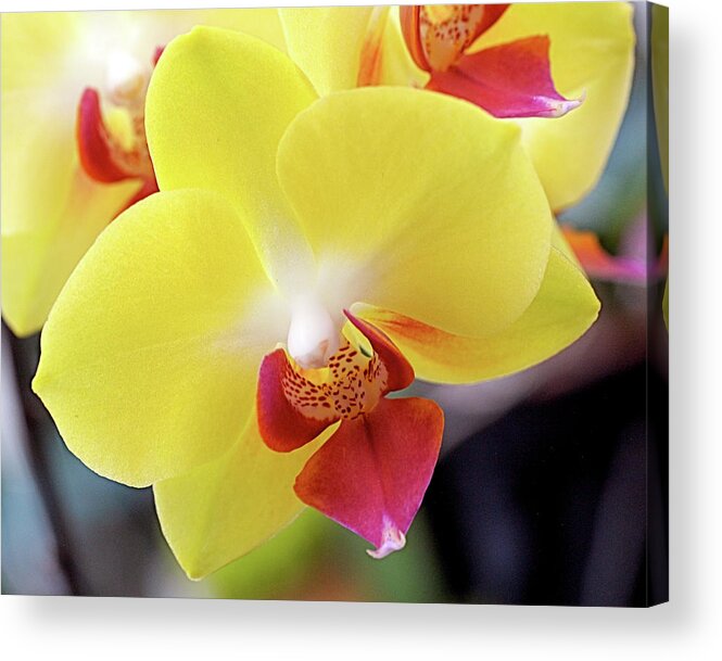 Yellow Acrylic Print featuring the photograph Yellow Phalaenopsis Orchids by Rona Black