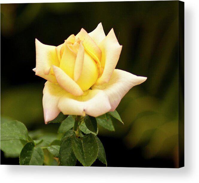 Rose Acrylic Print featuring the photograph Yellow Rose by Bill Barber