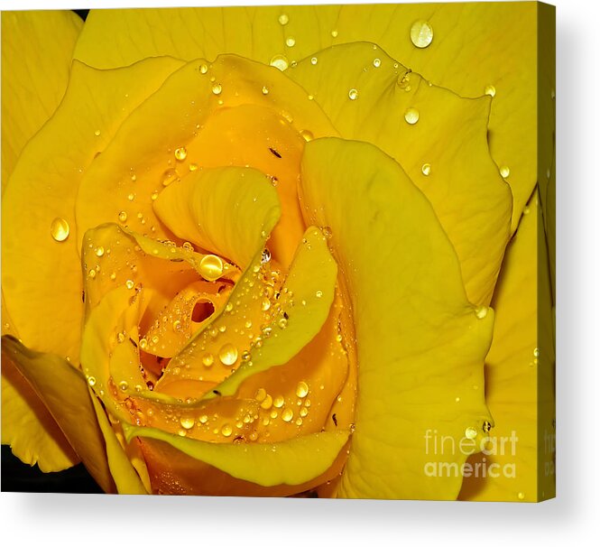 Photography Acrylic Print featuring the photograph Yellow Rose with Droplets by Kaye Menner by Kaye Menner