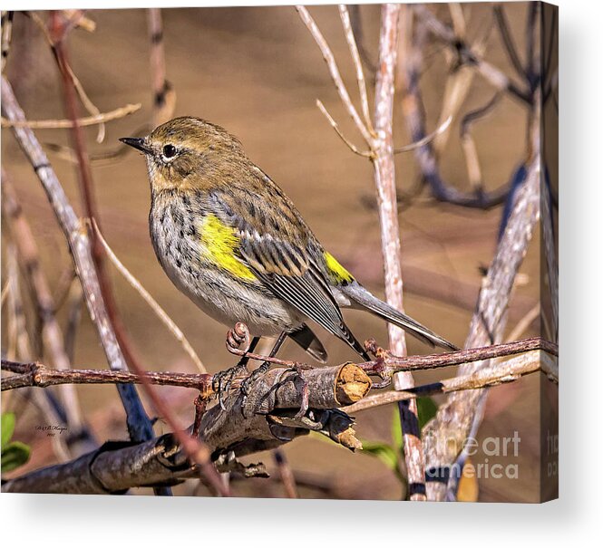 Nature Acrylic Print featuring the photograph Yellow-Rumped Warbler by DB Hayes