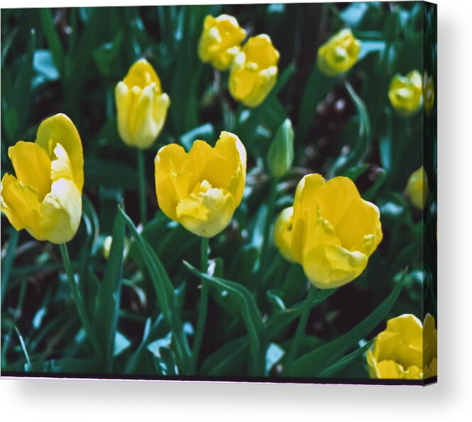 Film Acrylic Print featuring the photograph Yellow Tulips--Film Image by Matthew Bamberg