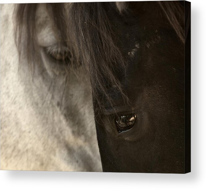 Horse Acrylic Print featuring the photograph Ying and Yang by Ron McGinnis