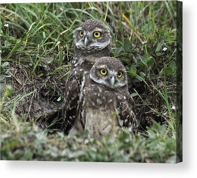 Owl Acrylic Print featuring the photograph You Go First by Keith Lovejoy