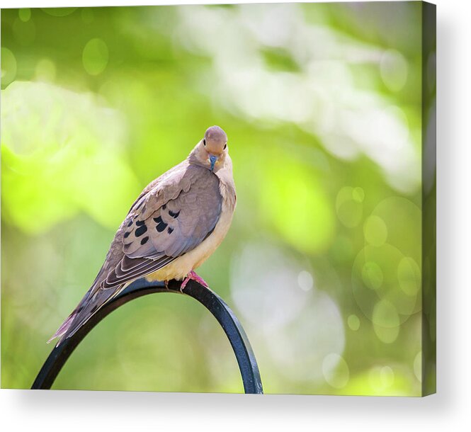 Dove Acrylic Print featuring the photograph You Looking At Me by Cathy Kovarik