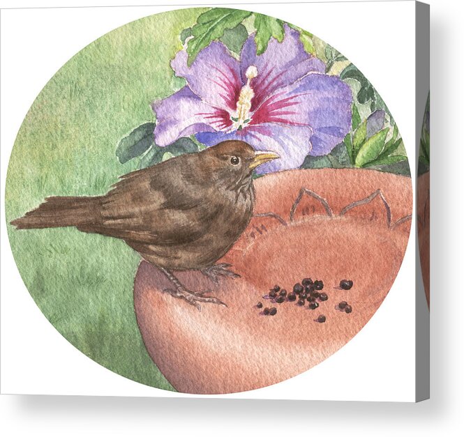 Bird. Wildlife Acrylic Print featuring the painting Young Blackbird after raisins by Maureen Carter