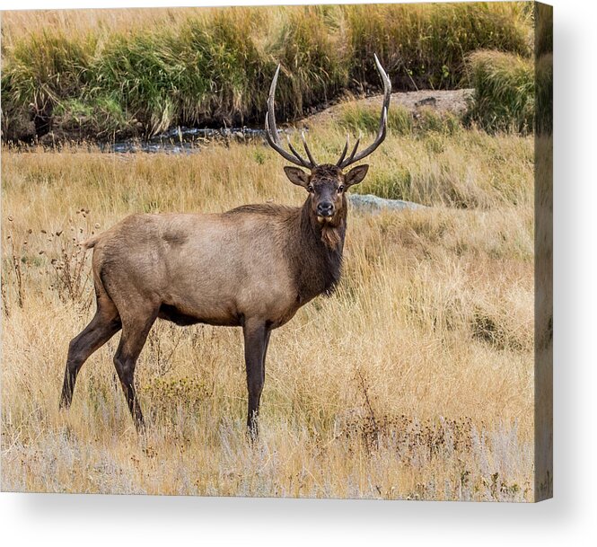 Cervus Canadensis Acrylic Print featuring the photograph Young Bull Elk by Dawn Key