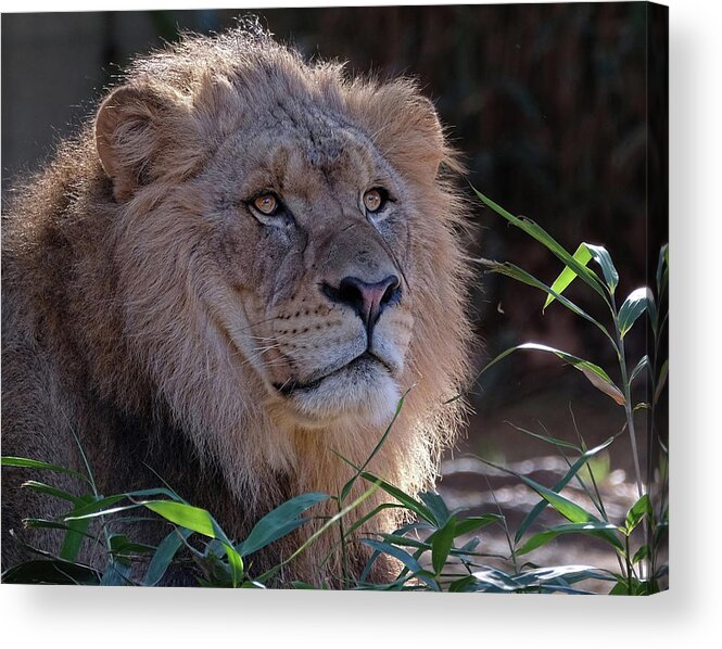 Lion Acrylic Print featuring the photograph Young Lion King by Ronda Ryan