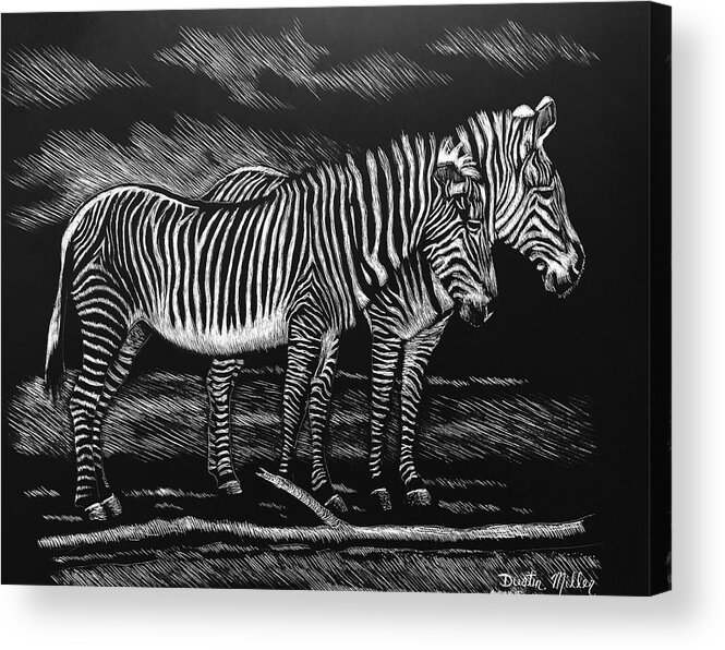 Art Acrylic Print featuring the drawing Zebras by Dustin Miller