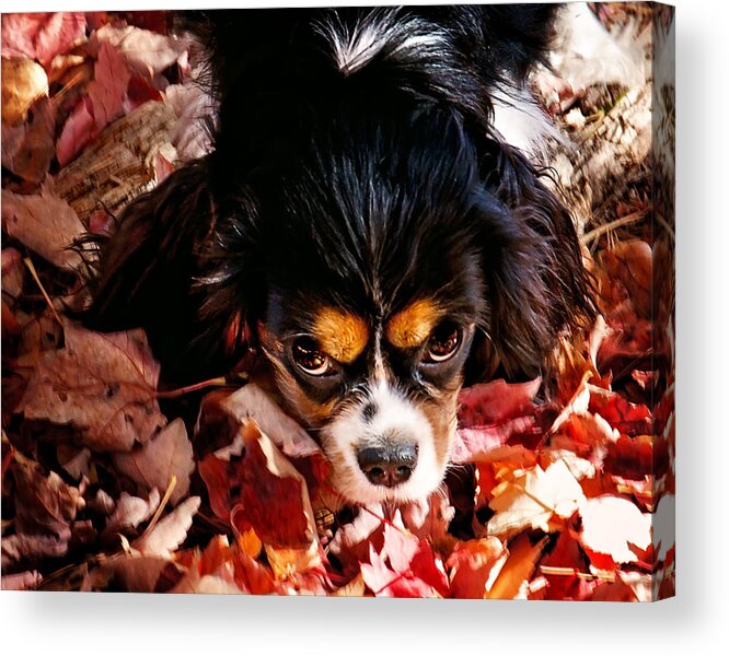 Tri Colored Cavalier King Chalres Spaniel Acrylic Print featuring the photograph Zoey - Look Into My Eyes by Gwen Gibson