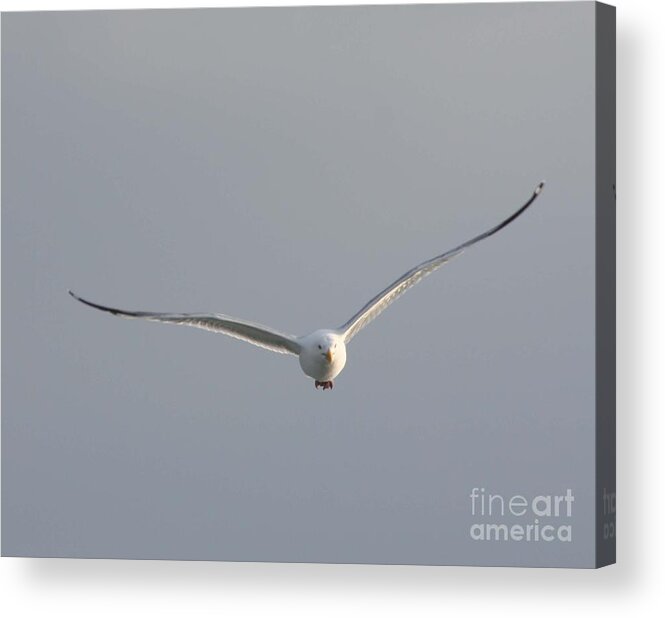 Zooming In Acrylic Print featuring the photograph Zooming In by John Telfer