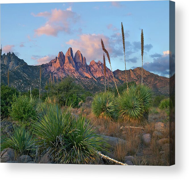 00557647 Acrylic Print featuring the photograph Agave, Organ Mts, Aguirre Spring Nra, New Mexico #1 by Tim Fitzharris